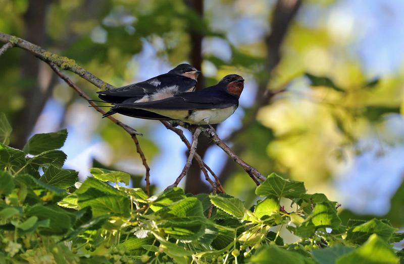 Eine der in der Studie untersuchten Sperlingsvogelarten ist die Rauchschwalbe (Hirundo rustica). Rauchschwalben aus Europa sind Langstrecken-Zugvögel und überwintern in Mittel- und Südafrika. 