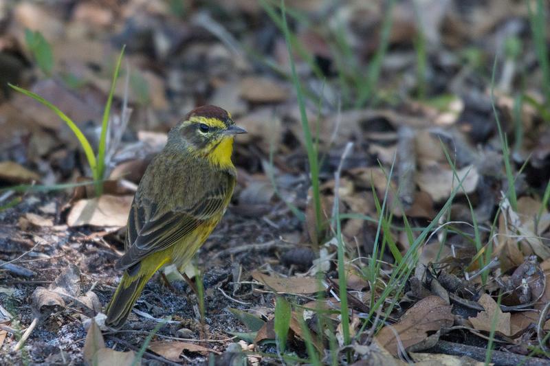 Der Palmenwaldsänger (Setophaga palmarum) überwintert im Südosten der USA, Teilen Zentralamerikas und auf den Karibischen Inseln. Die Brutgebiete des Zugvogels liegen in Kanada und im Nordosten der USA. 