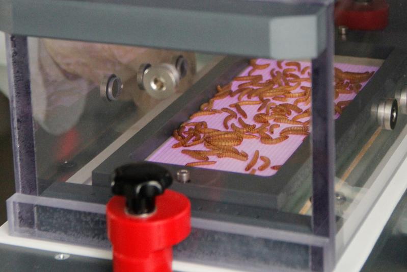 Plasmabehandlung zur Hygienisierung von Mehlwürmern 