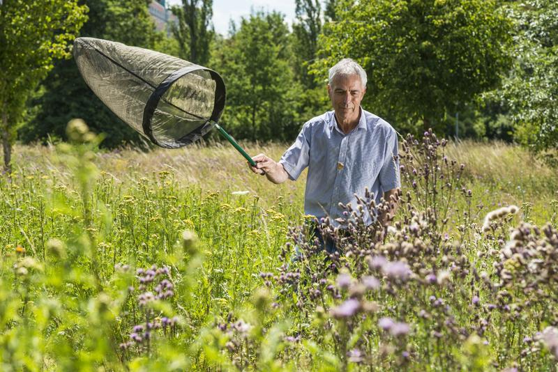 Die Mitarbeit fachkundiger Freiwilliger im Rahmen von Citizen Science-Projekten (hier beim Tagfaltermonitoring Deutschland, einem Projekt des UFZ) ist eine tragende Säule von Biodiversitätsmonitorings in Deutschland, insbesondere für Insekten.