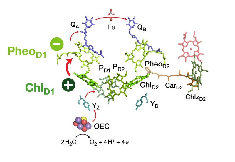 Energieumwandlung in Photosystem-II