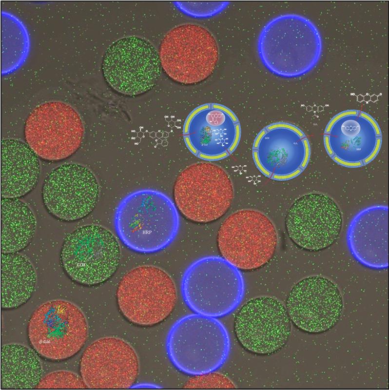 Mithilfe einer neuen Methode stellten die Forschenden drei unterschiedliche Vesikeltypen her, die zwar eine einheitliche Grösse haben, aber eine unterschiedliche enzymatische Fracht tragen.