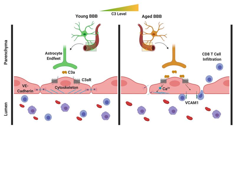 Das Komplementsystem reguliert die Gefäßentzündung und die damit assoziierte gestörte Funktion der Blut-Hirn-Schranke während des Alterungsprozesses.