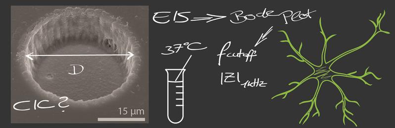 Untersuchung der Eigenschaft der durch ein Rasterelektronenmikroskop aufgenommenen Mikroelektrode (links) zur Aufnahme von elektrischen Nervenzellsignalen bei Körpertemperatur.