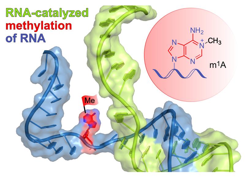 The schematically shown ribozyme (green) binds to the target RNA (blue) by base pairing and installs the methyl group (red flag) at a defined site of a selected adenine. The reaction product m1A is shown in the red circle.