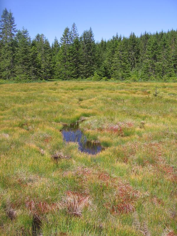 Zu sehen ist das Hirschbäder Moor, ein Moorkomplex aus lebendem Hochmoor mit rotem Torfmoos, stagnierendem Hochmoor und eingestreuten offenen Wasserflächen, den sogenannten Schlenken.