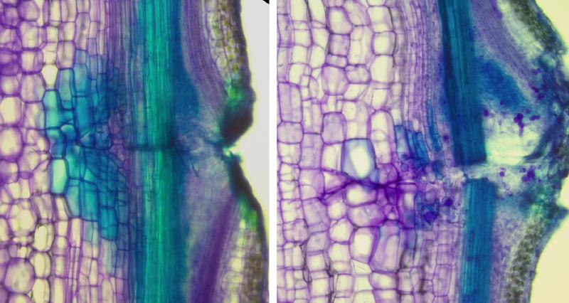 Defective regeneration of wounded vasculature