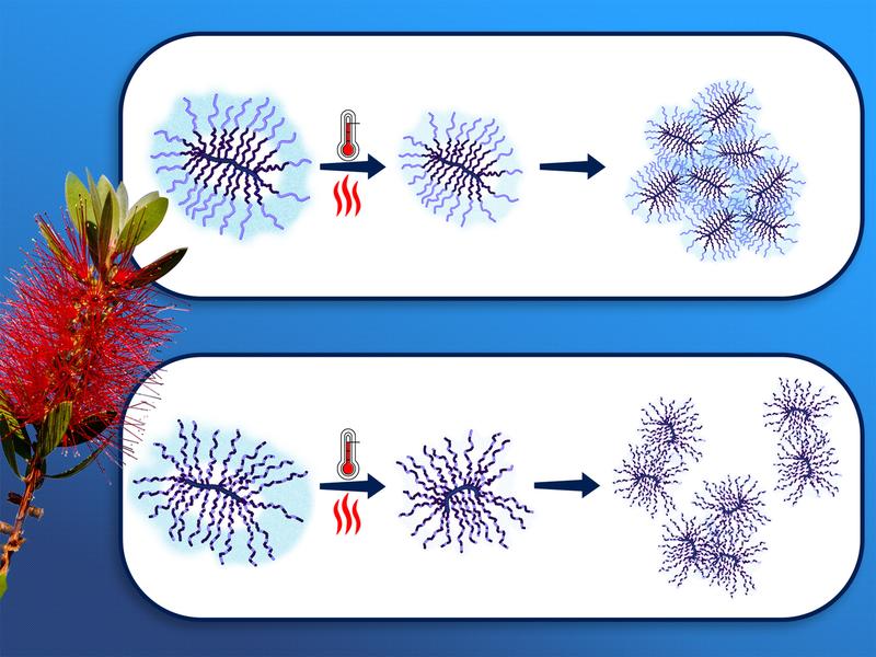 Thermoresponsive „molekulare Bürsten“ mit Propylenoxid / Ethylenoxid-Copolymer-Seitenketten in wässriger Lösung.