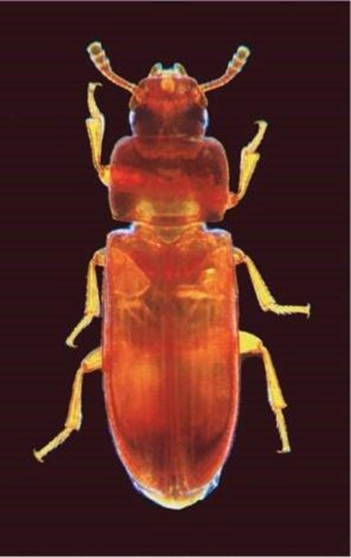  Roter Mehlkäfer Tribolium castaneum: Der "Zentralkomplex" im Gehirn wird bereits gebildet, wenn er noch eine Larve ist, und neue Forschungen zeigen, dass er sogar zu funktionieren beginnt, obwohl er sich noch "im Bau" befindet.