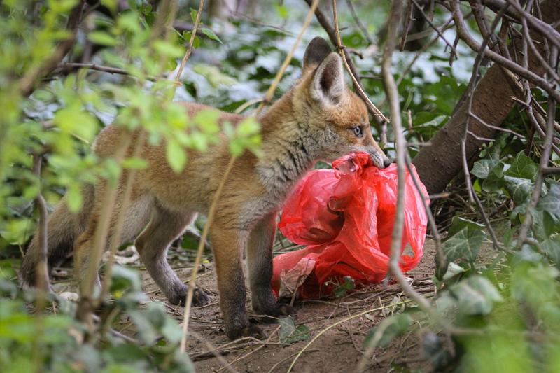 Stadtfuchs mit potenzieller Nahrung