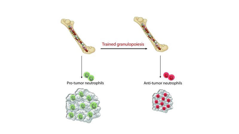 Neutrophile lassen sich durch ein spezielles Training zur Behandlung von Tumoren einsetzen. Die Wirkung des Trainings setzt bereits bei der Blutbildung (Granulopeose) ein.