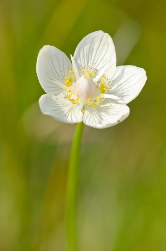 Die Pflanze Parnassia paulstris ist eine der bedrohten Arten, die im Rahmen des Projekts erforscht wurde.