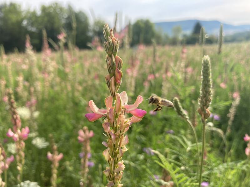 Diverse plant communities provide multiple benefits and can help control herbivore pests.