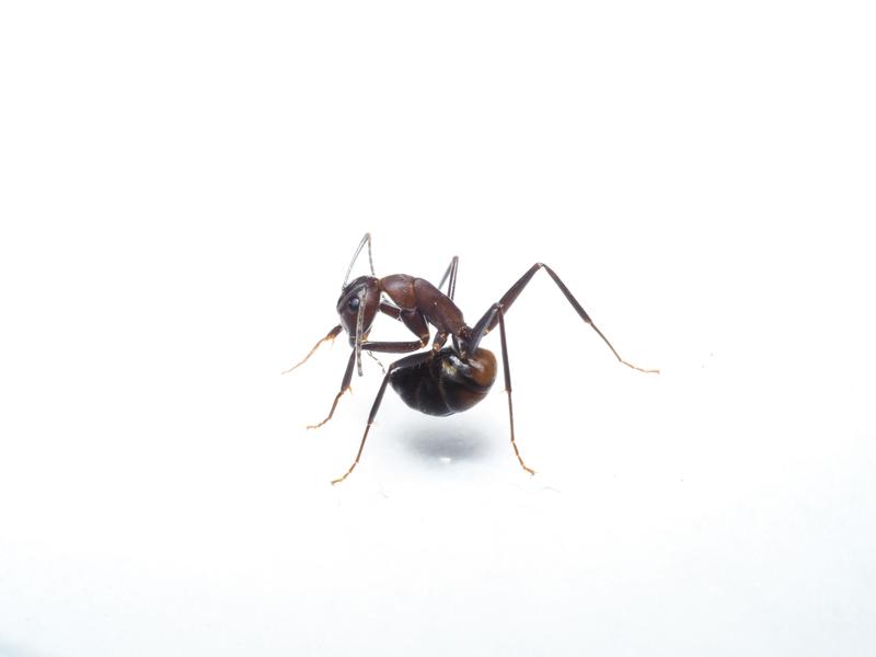 Eine Ameise (Camponotus cf. nicobarensis), die gerade versucht, Ameisensäure aus ihrer Giftblase zu schlucken