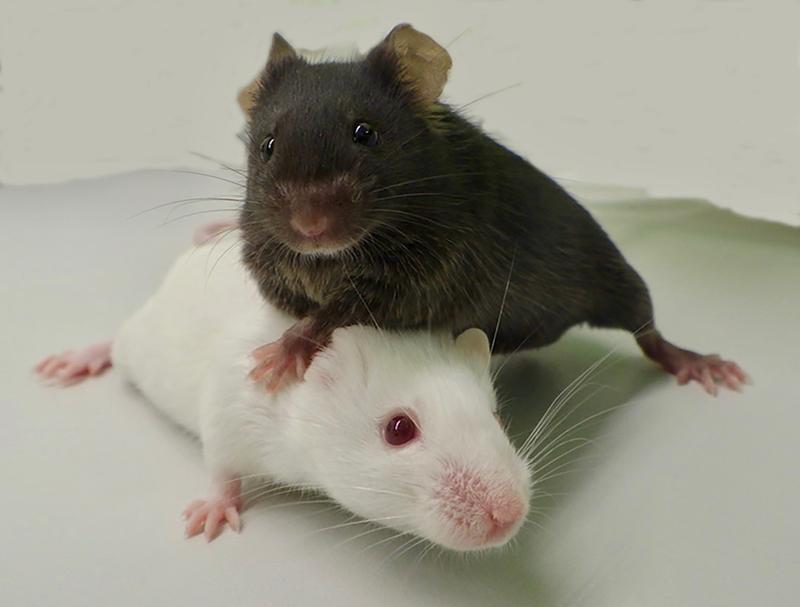 Mäuse der Stämme „Black-6“ (schwarz) und „PWD“ (weiß). Beide Zuchtlinien unterscheiden sich wesentlich in ihrer Anfälligkeit für Krebs.