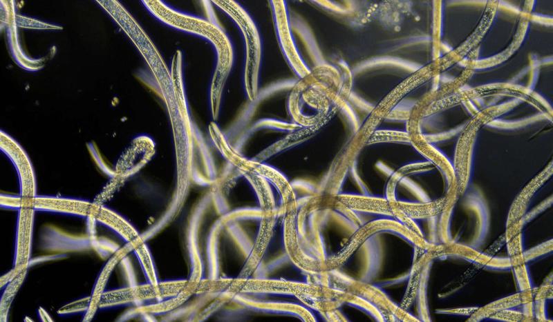 Fadenwürmer der Art Steinernema tragen Bakterien in ihrem Darm, deren giftige Stoffwechselprodukte zum Beispiel Insektenlarven töten können. Dabei spielen kleine Ribonukleinsäuren (sRNA) eine wichtige Rolle.  
