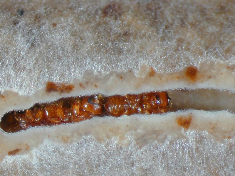 Xyleborus affinis in an artificial culture medium. A female (left) is feeding on the tunnel wall, which is overgrown with fungi.