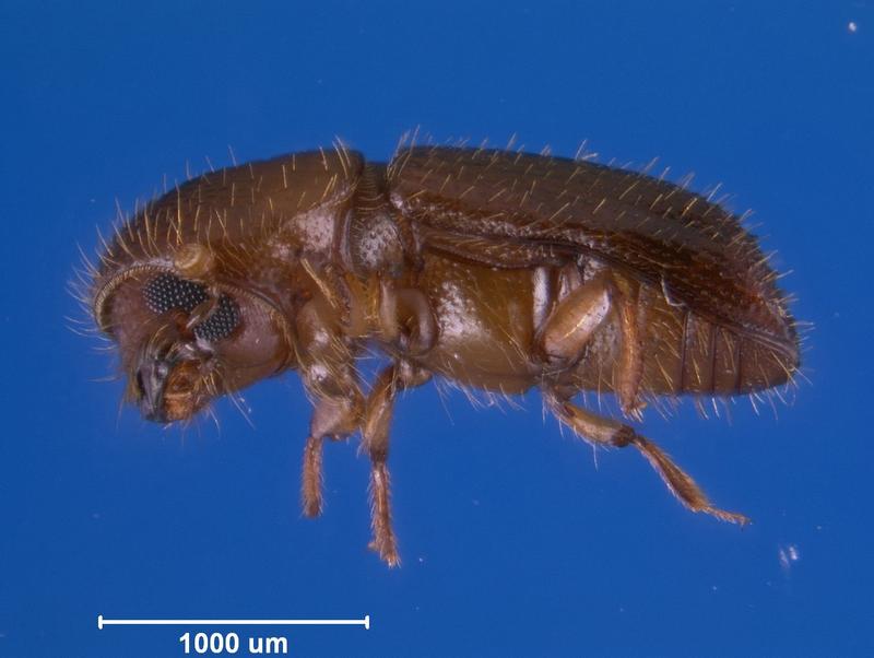 A female sugarcane shot-hole borer Xyleborus affinis grows to about two millimetres.