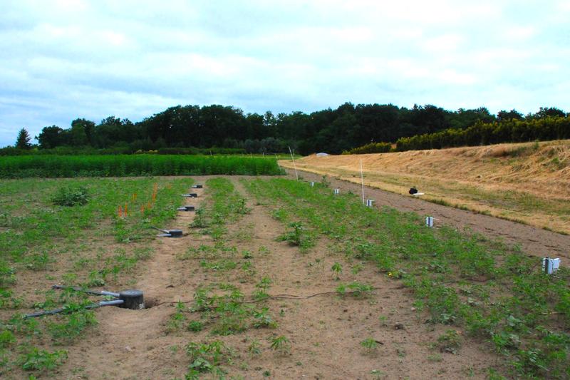 Versuchsaufbau im Feld mit Regenfängern 