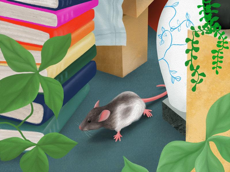 A neural circuit in the rat brain signals the direction and distance of boundaries in the environment, priming the animal where to head next.