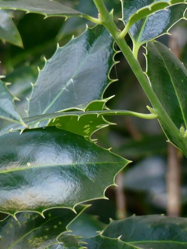 Stechpalme - gezähnte Blätter 