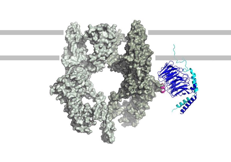 Wenn ein TRPM3-Kanal (links) und ein Gβγ-Protein (rechts) aneinander koppeln, führt dies zur Linderung von Schmerzen. 