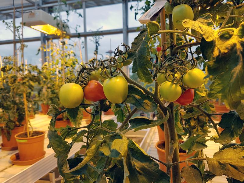 Tomatenanzucht zu Forschungszwecken im IPB-Gewächshaus. 
