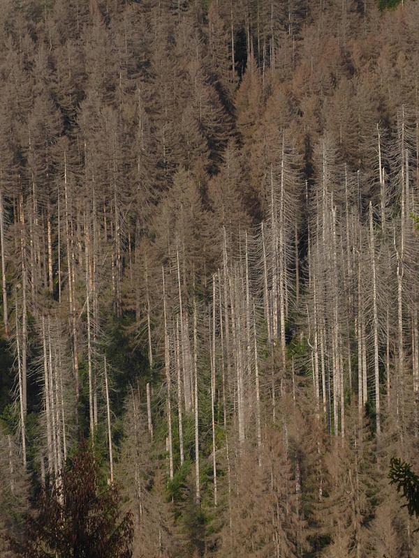 Forested areas in the Harz Mountains damaged by drought stress and bark beetles