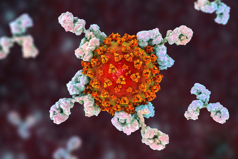 Coronavirus SARS-CoV-2 attacked by antibodies 