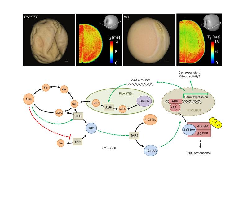 Trehalose-6-phosphat (T6P) fördert die Akkumulation von Reservestärke und die Embryodifferenzierung in Erbsen durch Aktivierung der Auxin-Biosynthese. 