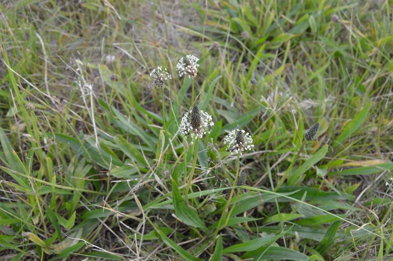 For their study, the team used ribwort plantain. Individuals of this plant can be cloned by propagation of the roots – resulting in genetically identical offspring.