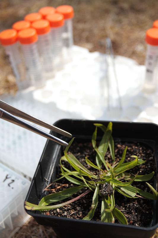 The researchers generated 80 clones from each of four different genetic variants of ribwort plantain.