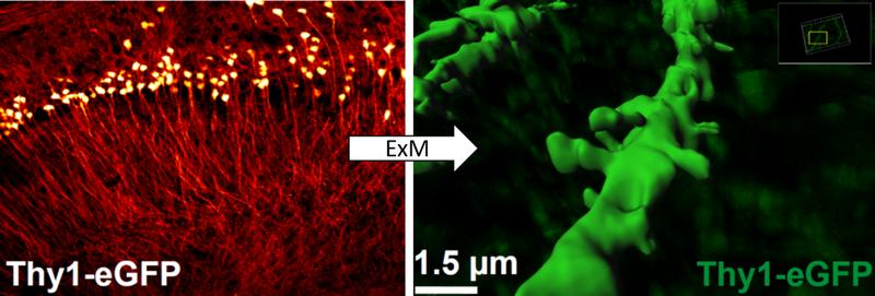 Super-resolution images made in Würzburg: Expansion microscopy can be used to precisely depict fine structures of the brain whose shape changes during learning and memory processes. Pyramid cells from the hippocampus of the mouse line Thy1-eGFP.
