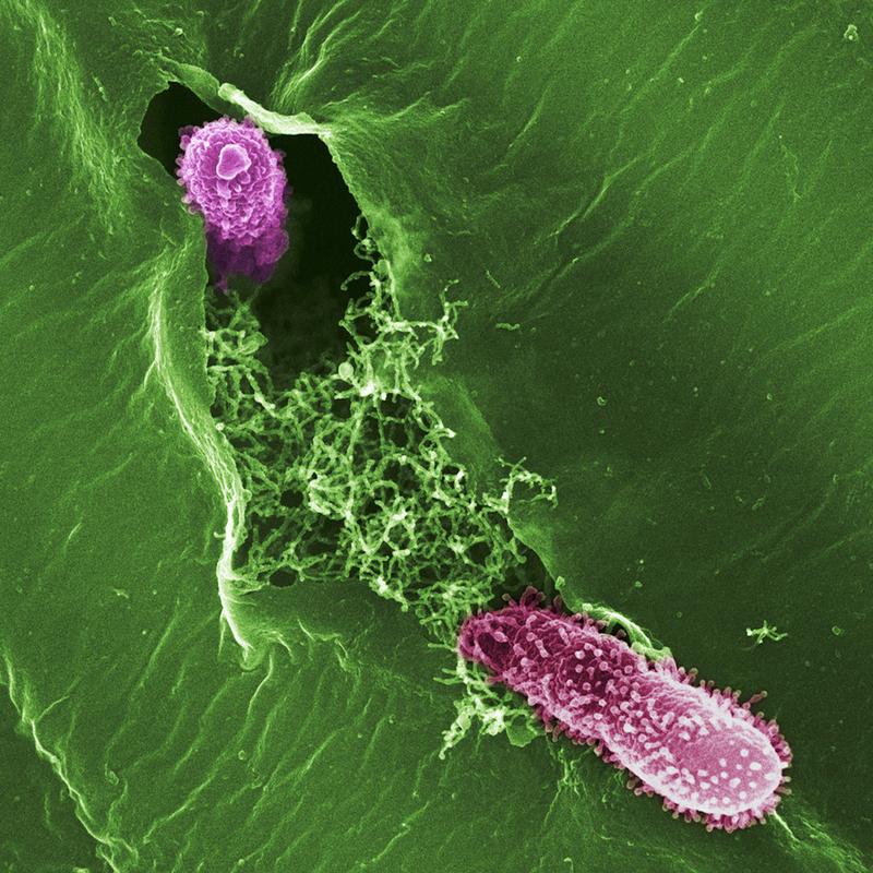 Two Pseudomonas bacteria invading a leaf