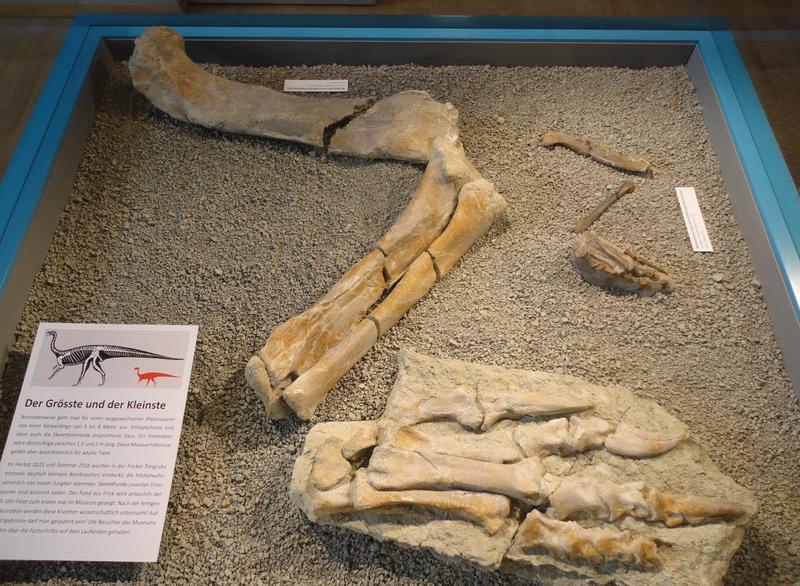 Beinknochen von „Fabian“ neben denen von XL, dem größten Fricker Plateosaurusskelett. 