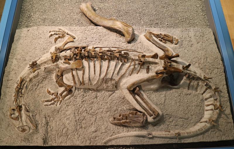 Mounted skeleton of Plateosaurus "Fabian" in the Sauriermuseum Frick, with the 20 inch (50 cm) long thigh bone (femur) of a larger Plateosaur as size comparison.