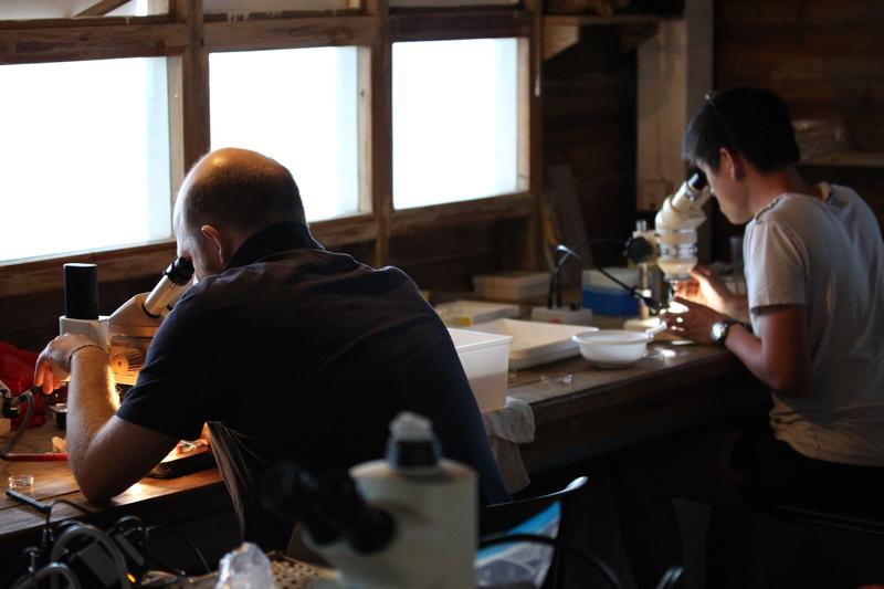 The two lead authors share a passion for bioinformatics and symbiotic critters in marine sands. Here, they are searching for small worms under the microscope at Carrie Bow Cay Field Station in Belize. 