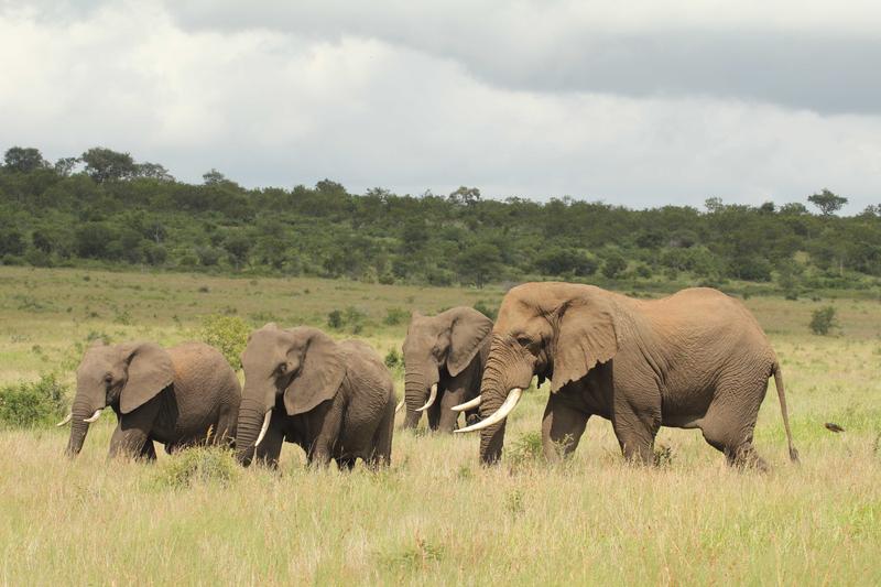 Halbzahme Elefanten aus einem südafrikanischen Reservat nahmen am Experiment der Biologinnen und Biologen teil: Offenbar weichen die Tiere vor bestimmten Bestandteilen von Löwenkot zurück