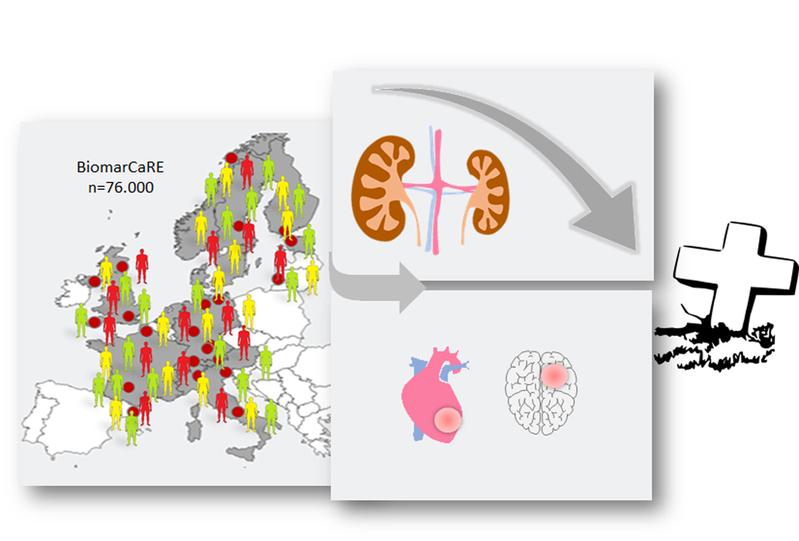 Herzinfarkt, Schlaganfall und Nierenerkrankungen verstärken sich gegenseitig und erhöhen das Sterblichkeitsrisiko. Der Serumbiomarker Cystatin C zeigt das Sterblichkeitsrisiko im Vergleich zum herkömmlichen Kreatinin besser an.