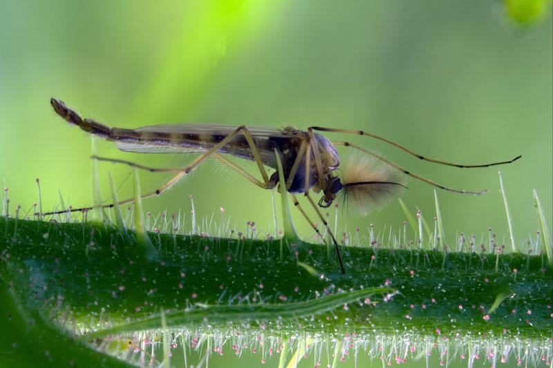 Zuckmücken der Art Chironomus riparius kommen in weiten Teilen Europas vor. Genauso wie ihre äußerlich identische Schwesternart Chironomus piger können sie den Menschen nicht stechen.