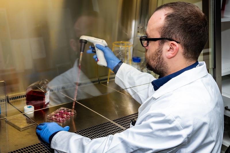 The work with cell cultures is an important part of tumor research on the GSI/FAIR campus, in the photo Dr. Alexander Helm from the Department of Biophysics. 