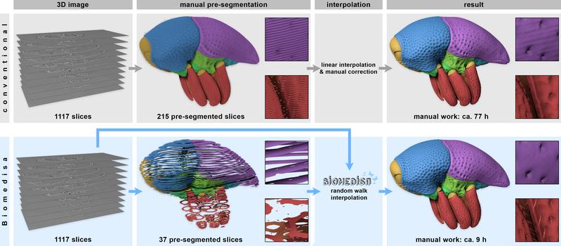 Vergleich zwischen einer herkömmlichen Segmentierung (obere Reihe) und einer 3D-Segmentierung mit Biomedisa (untere Reihe). Für den gleichen Arbeitsprozess werden statt 77 nur 9 Arbeitsstunden benötigt. 