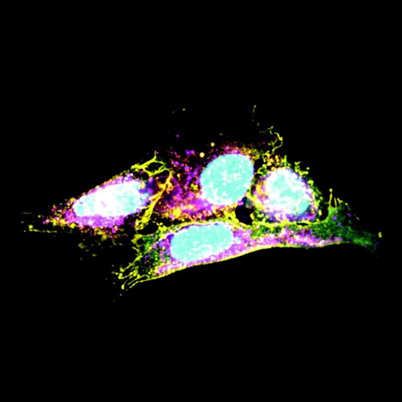 The image shows cells in which Creld1 was labeled with a yellow dye to show their localization in the cell.