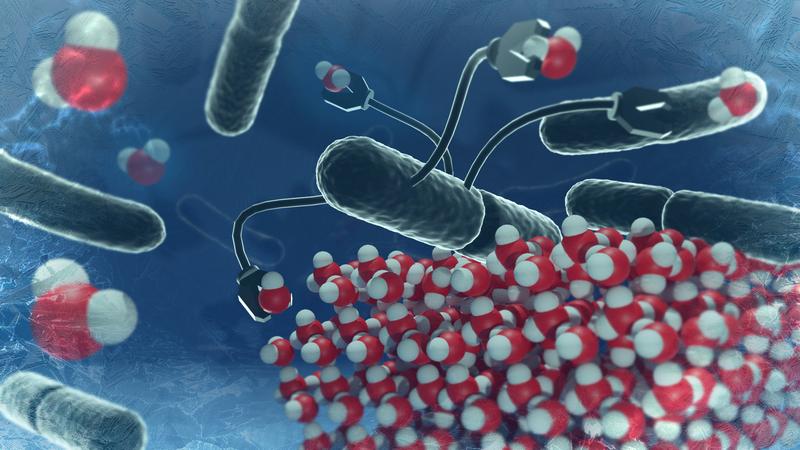 Saure Bedingungen verhindern, dass sich Eis-Nukleations-Proteine "richtig" organisieren, und beeinträchtigen somit die Eisbildung.