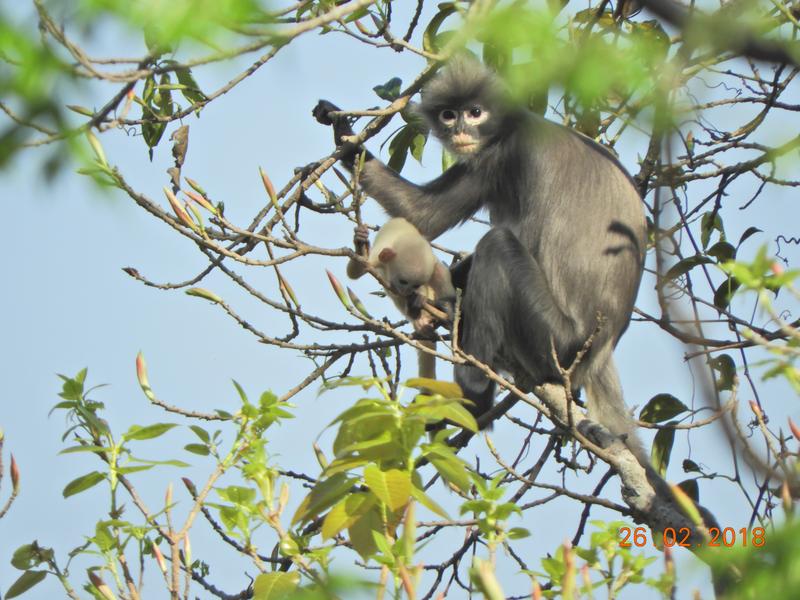 Erwachsenes Weibchen und Jungtier des Popa-Languren (Trachypithecus popa) im Krater von Mount Popa, Myanmar. 