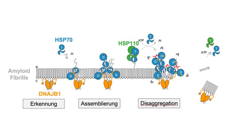 Die Auflösung von α-Synuclein-Amyloid-Fibrillen beruht auf der Kooperation des Hsp70-Chaperons mit seinen Co-Chaperonen DNAJB1 und HSP110. 