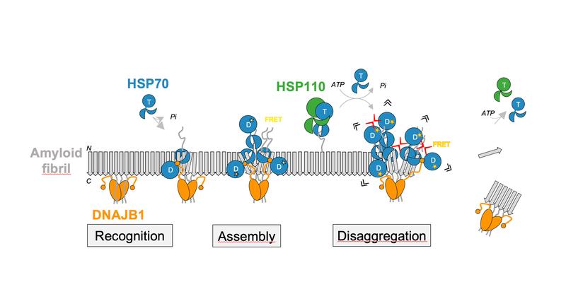 Disaggregation of α-synuclein amyloid fibrils relies on the cooperation of the HSP70 chaperone with its co-chaperones DNAJB1 and HSP110.