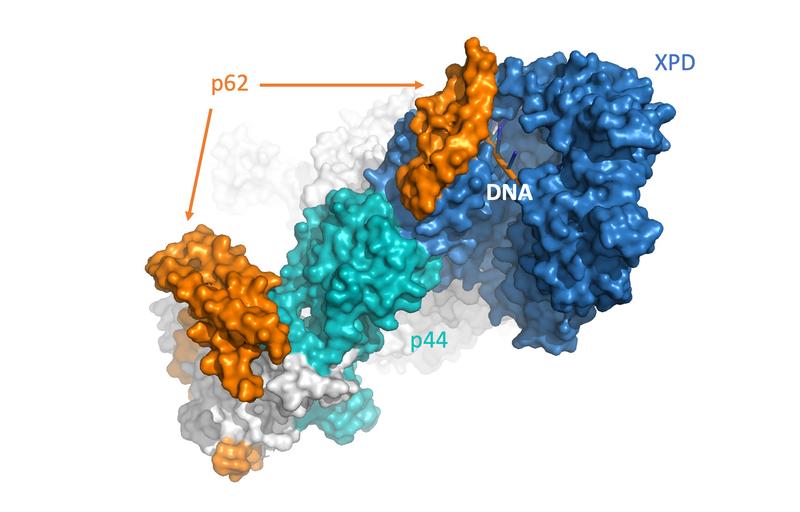 Die Abbildung zeigt Untereinheiten des Reparaturkomplexes der NER. Durch das Zusammenspiel von p62, p44 und XPD (orange/türkis/blau) werden Schädigungen in der DNA erkannt und können repariert werden.