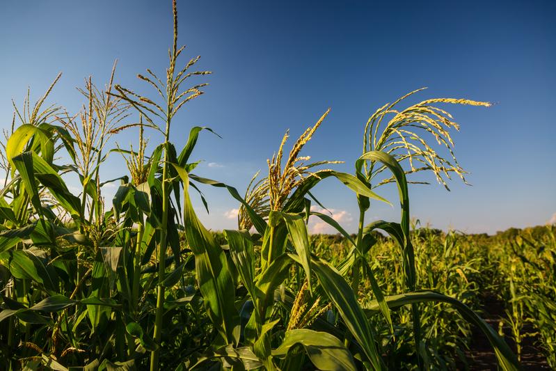 At various locations in Europe with different climatic conditions, the researchers in Prof. Chris-Carolin Schön’s team have cultivated old maize varieties to investigate their genetic potential.