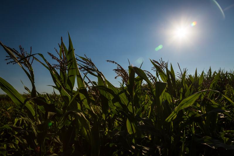 Maize landraces